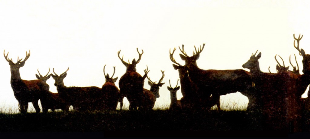 beinghunted_deer_original_01-1024x460